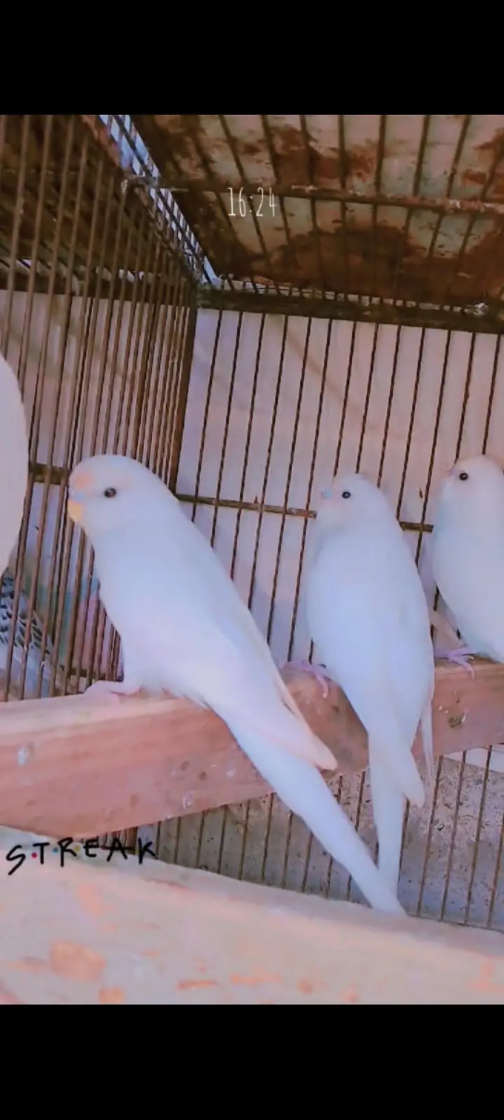 Albino bajri — photo 3