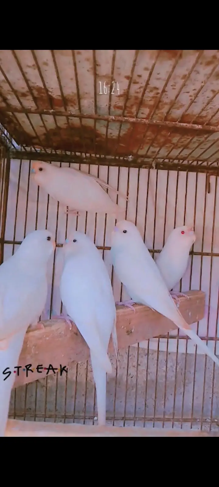 Albino bajri — photo 4