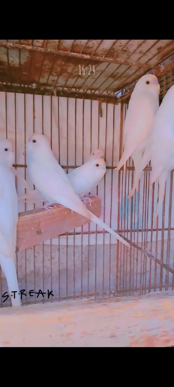 Albino bajri — photo 5