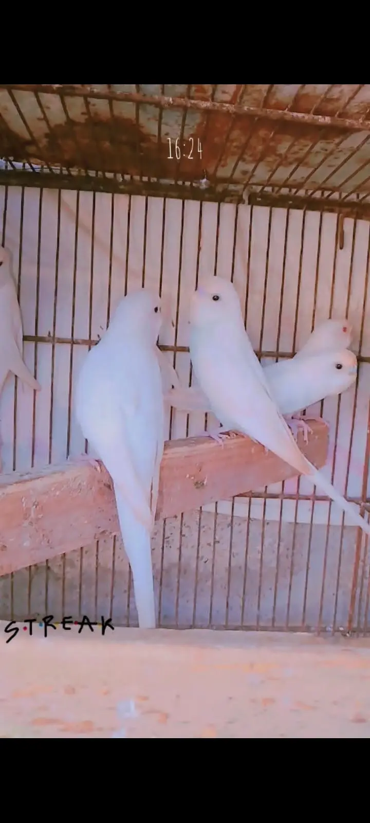 Albino bajri — photo 6