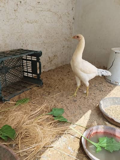 Aseel Murgi White beauty