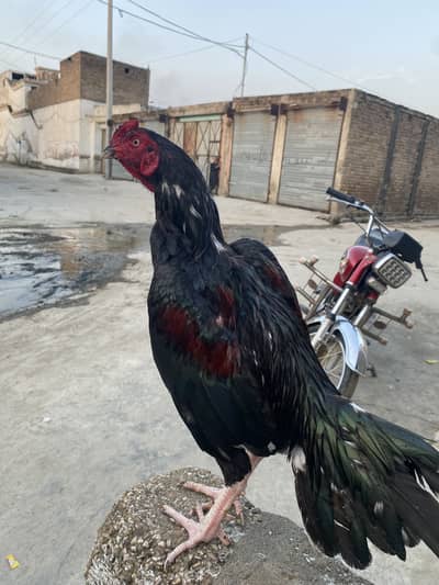 Aseel laka murga for sale