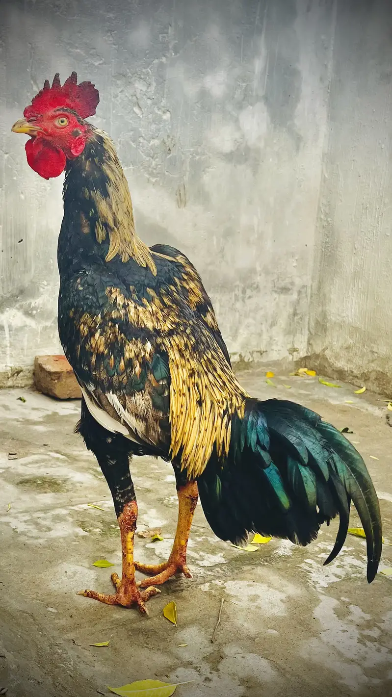 Bengam Aseel — photo 2