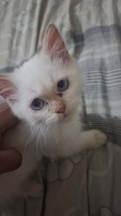 Persian Kitten for Sale.