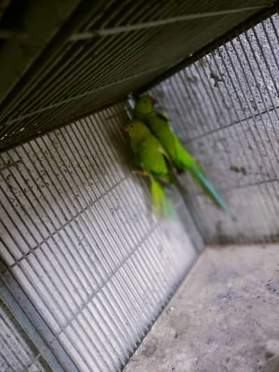 green Ringneck breedar pair or 2 Eno cocktail pair