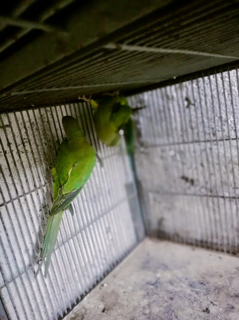 green Ringneck breedar pair or 2 Eno cocktail pair — photo 2