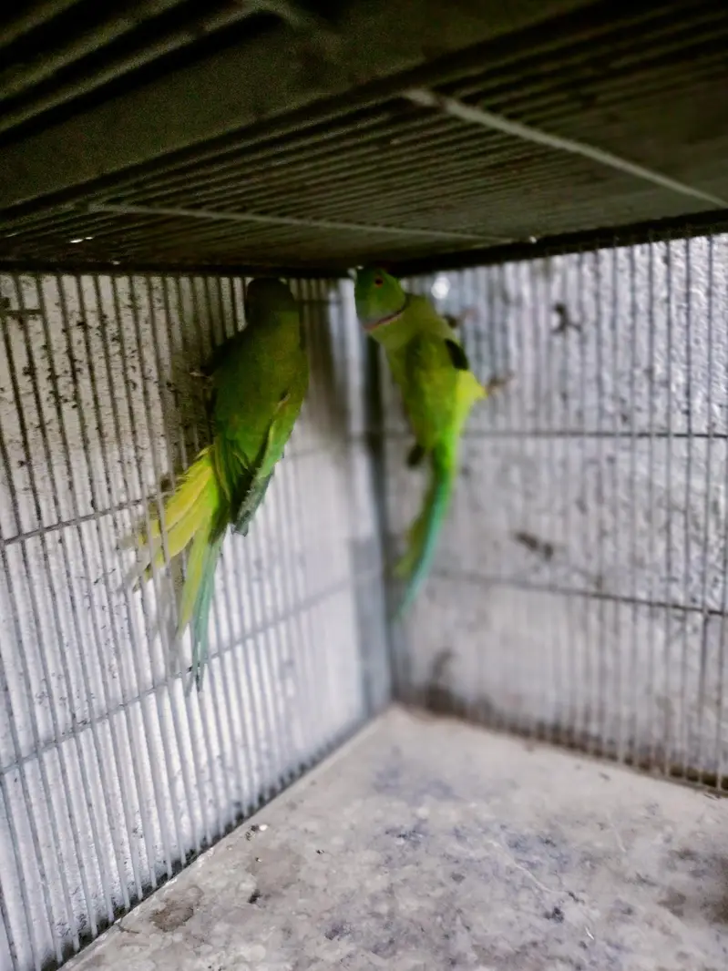 green Ringneck breedar pair or 2 Eno cocktail pair — photo 3