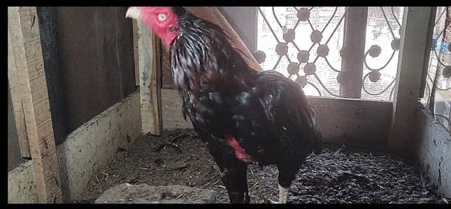 Mianwali 2 years old Aseel for sale