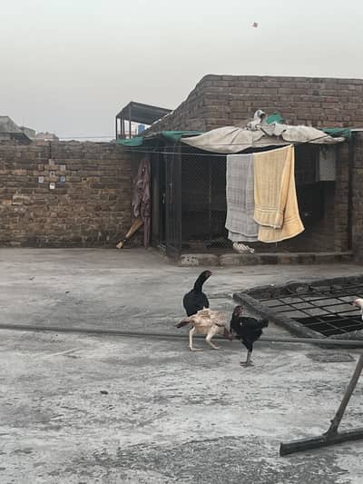 3 Aseel hens age 1.5year