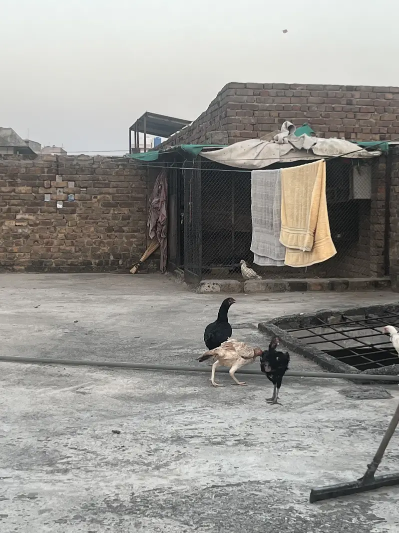 3 Aseel hens age 1.5year — photo 2