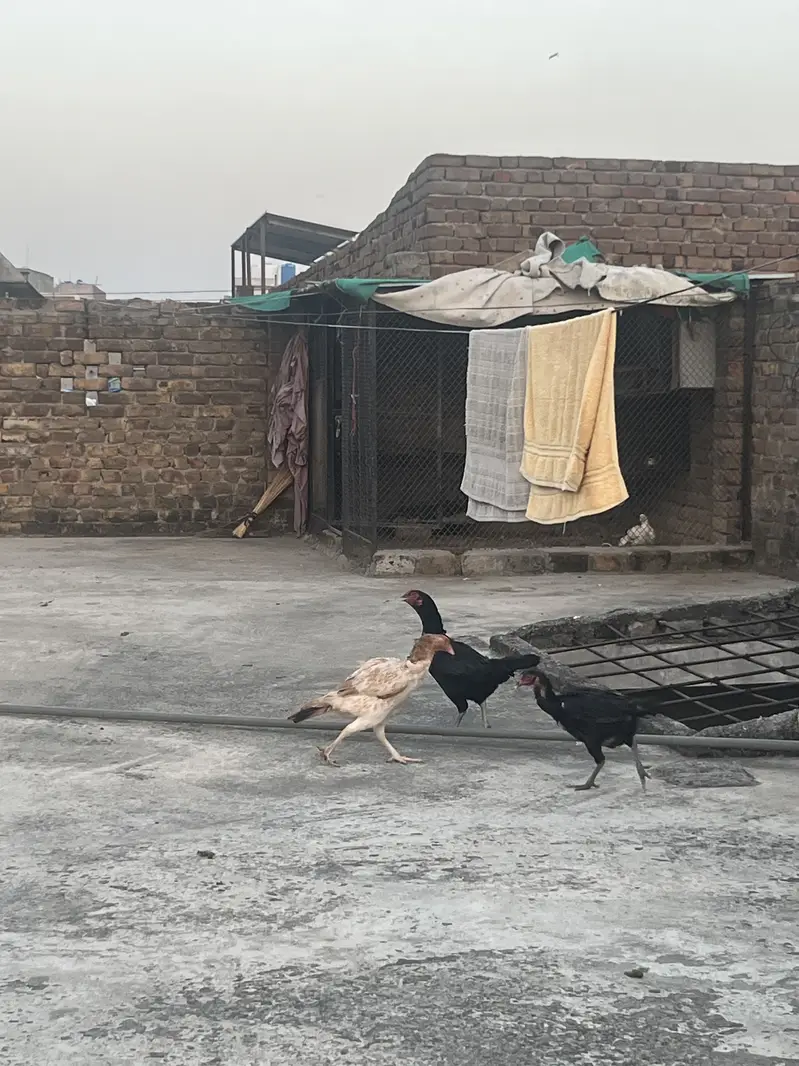 3 Aseel hens age 1.5year — photo 3