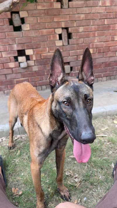 Trained vaccinated dog for sale