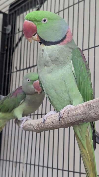 healthy active Raw Alexander parrot Pair