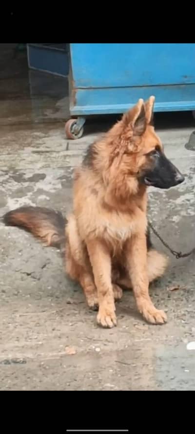 7.5 months old german shepherd puppy pedigree and microchipped