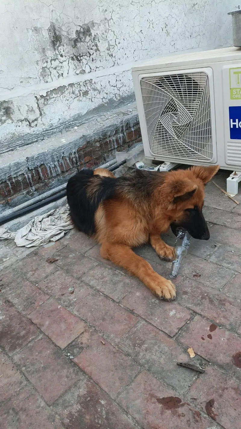 7.5 months old german shepherd puppy pedigree and microchipped — photo 2
