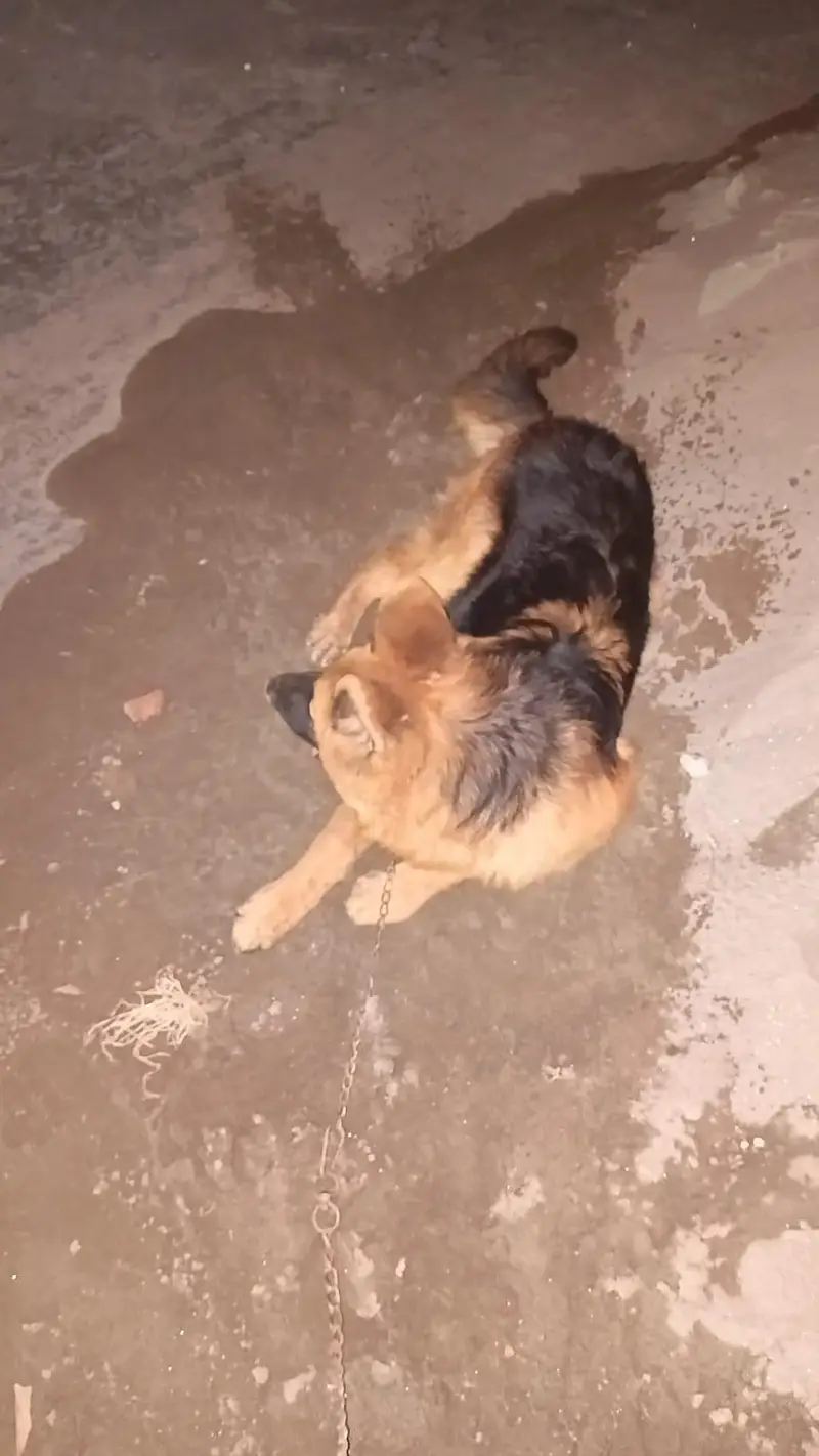 7.5 months old german shepherd puppy pedigree and microchipped — photo 3