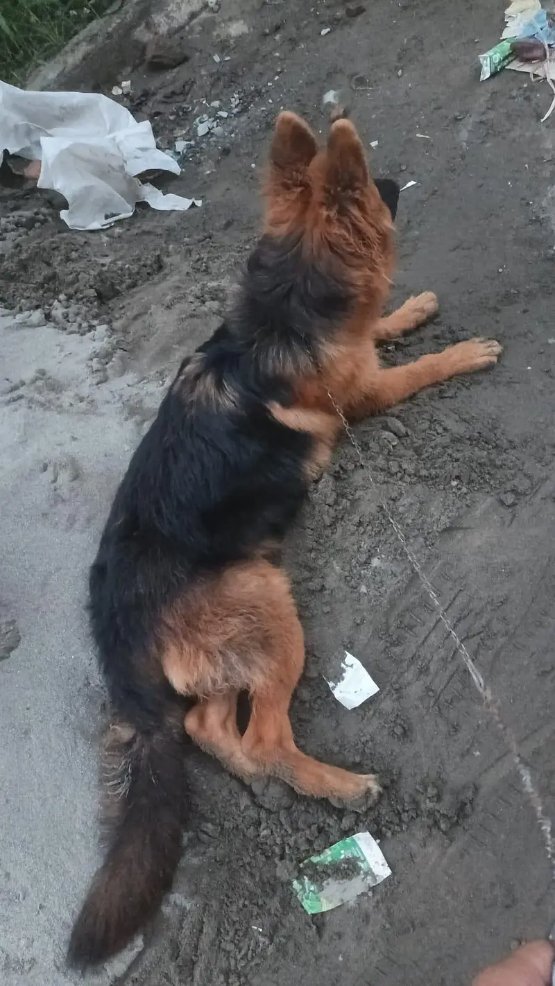 7.5 months old german shepherd puppy pedigree and microchipped — photo 4