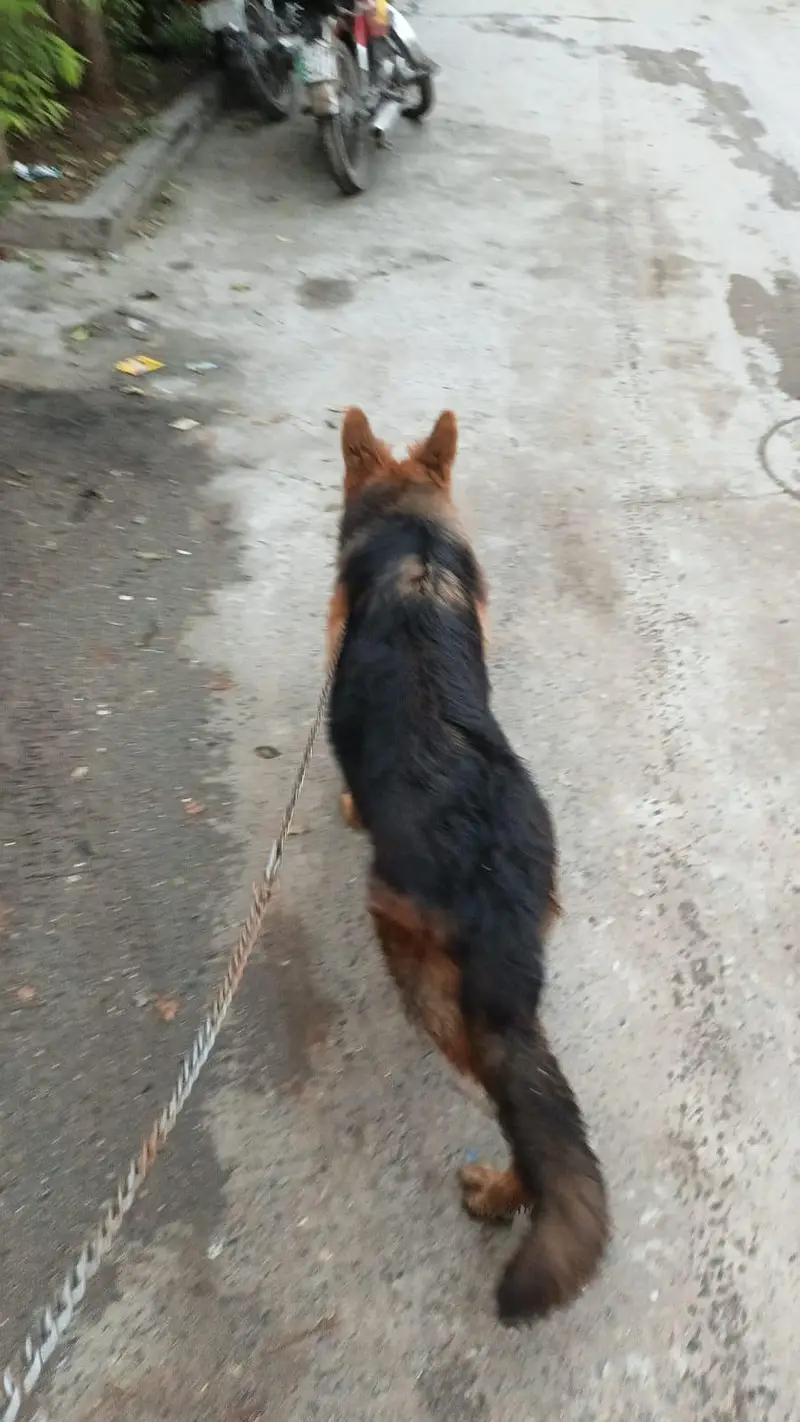 7.5 months old german shepherd puppy pedigree and microchipped — photo 5