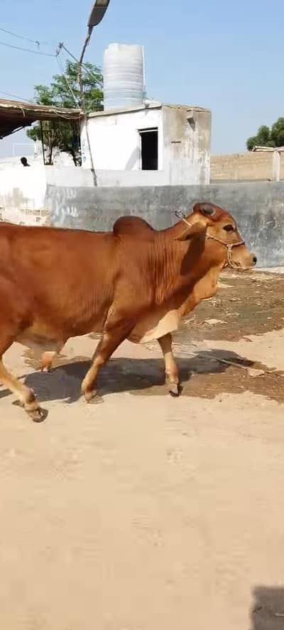 Sahiwal bacha kheera 110kg meat weight