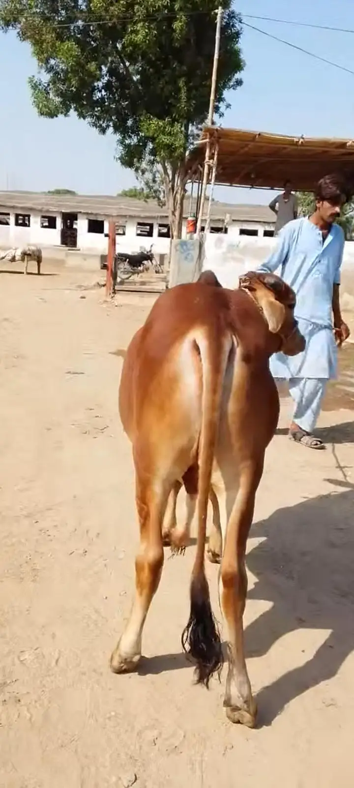 Sahiwal bacha kheera 110kg meat weight — photo 2