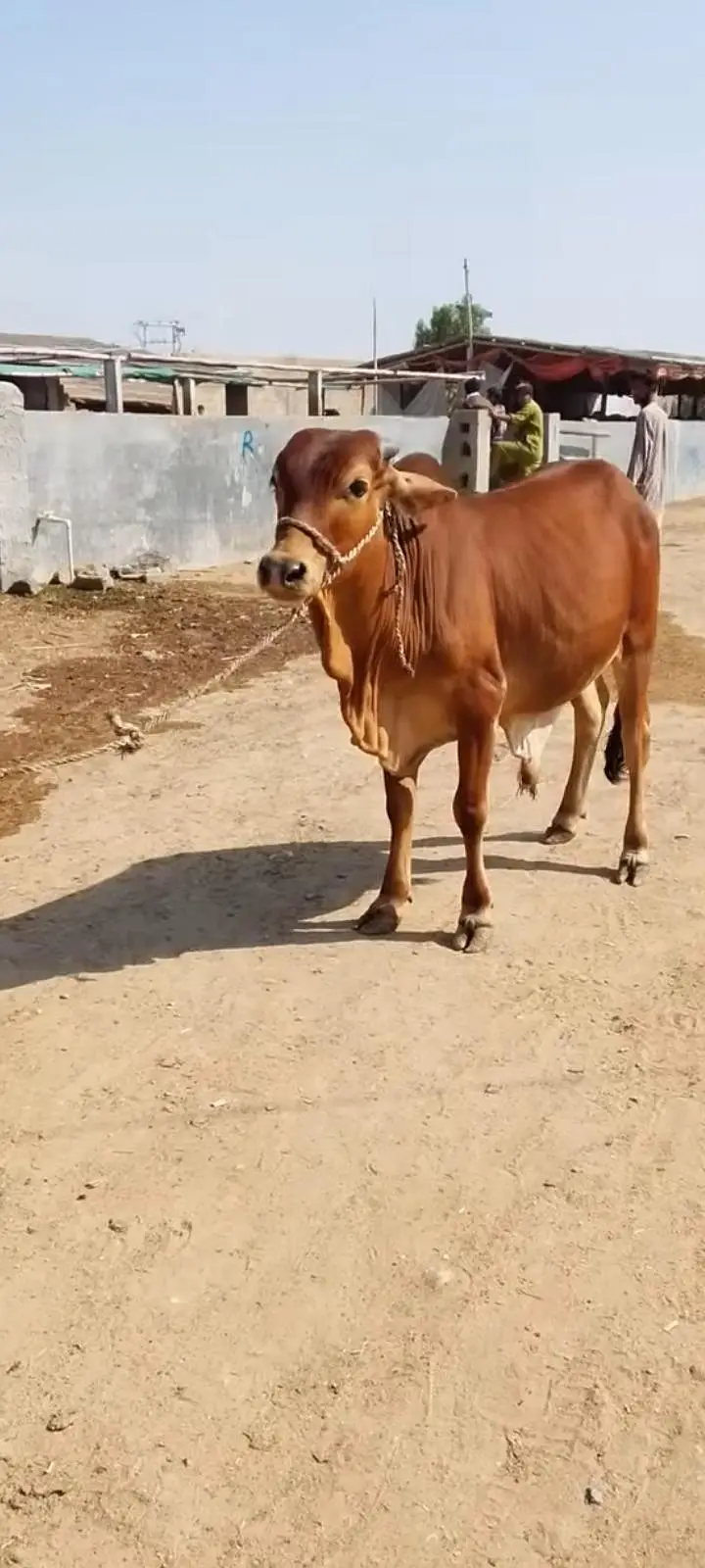Sahiwal bacha kheera 110kg meat weight — photo 3