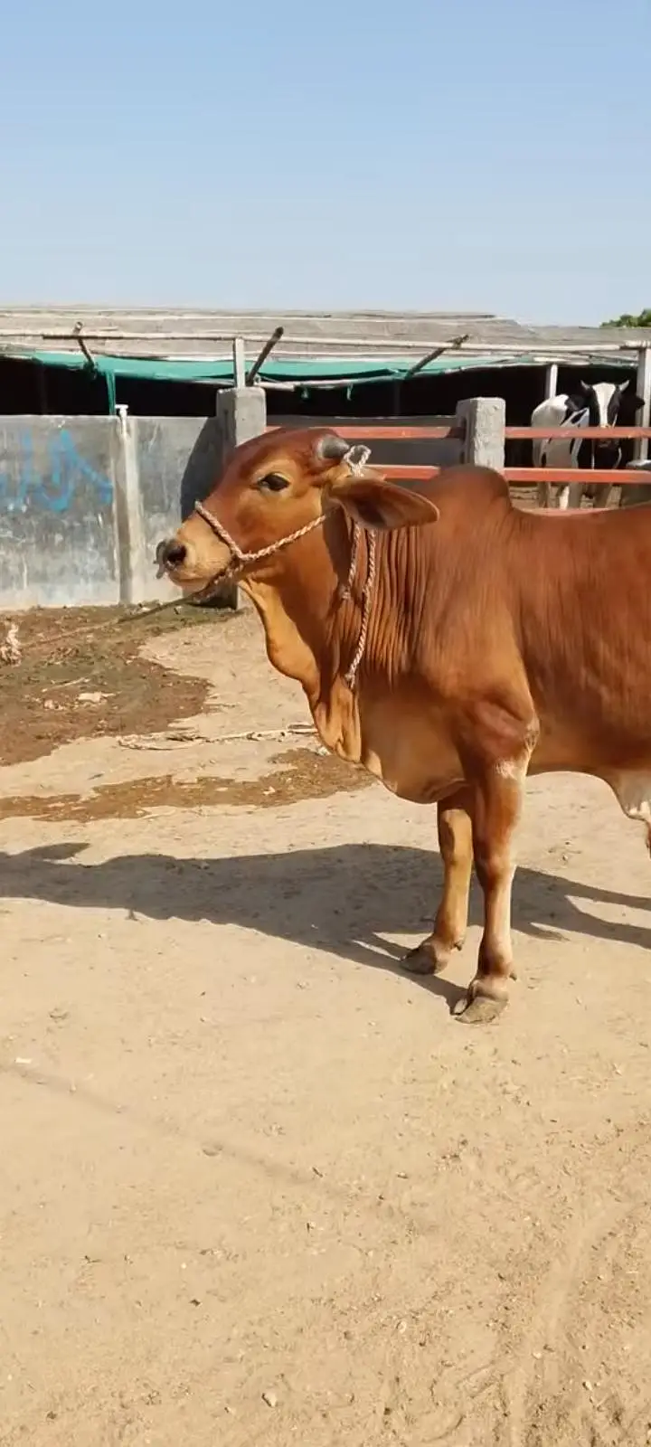 Sahiwal bacha kheera 110kg meat weight — photo 4