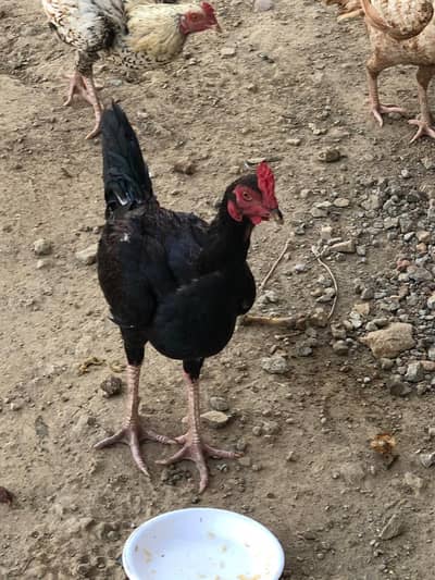 hen's and cock