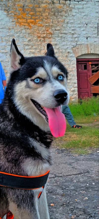 Husky for sale (male) demand RS 47,999 con 03195916615