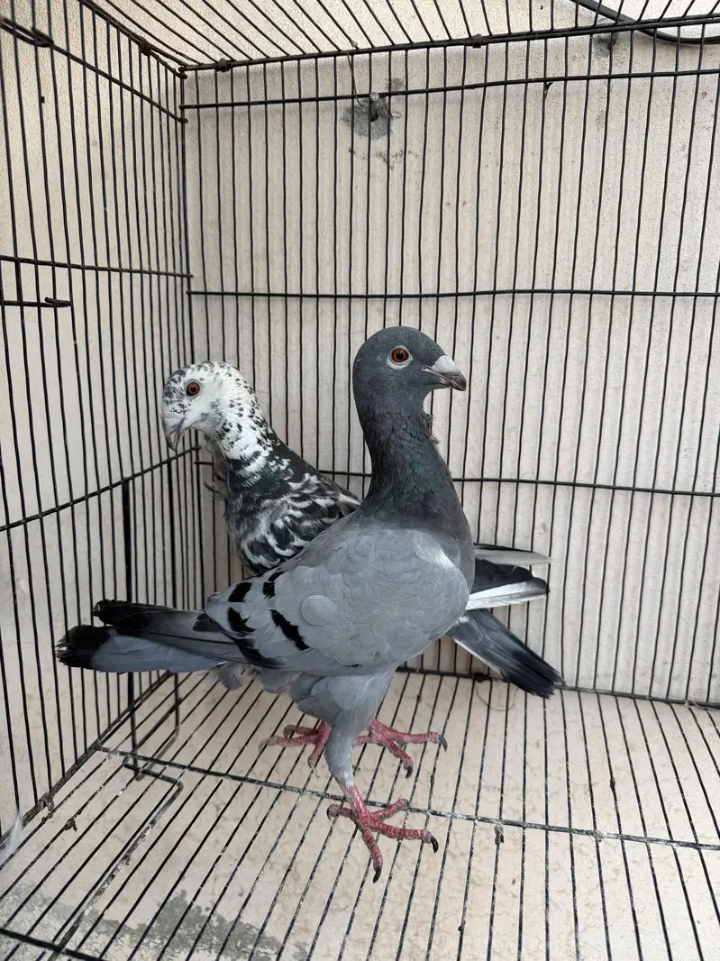 down face breeder pair for sale active and healthy quality 10/10 — photo 2