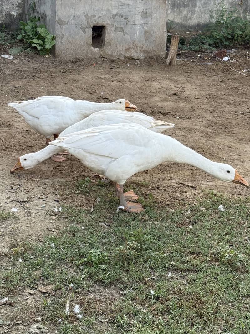 3 ducks 0