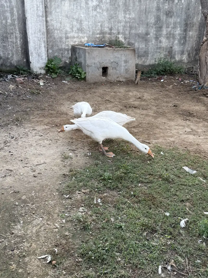 3 ducks — photo 2