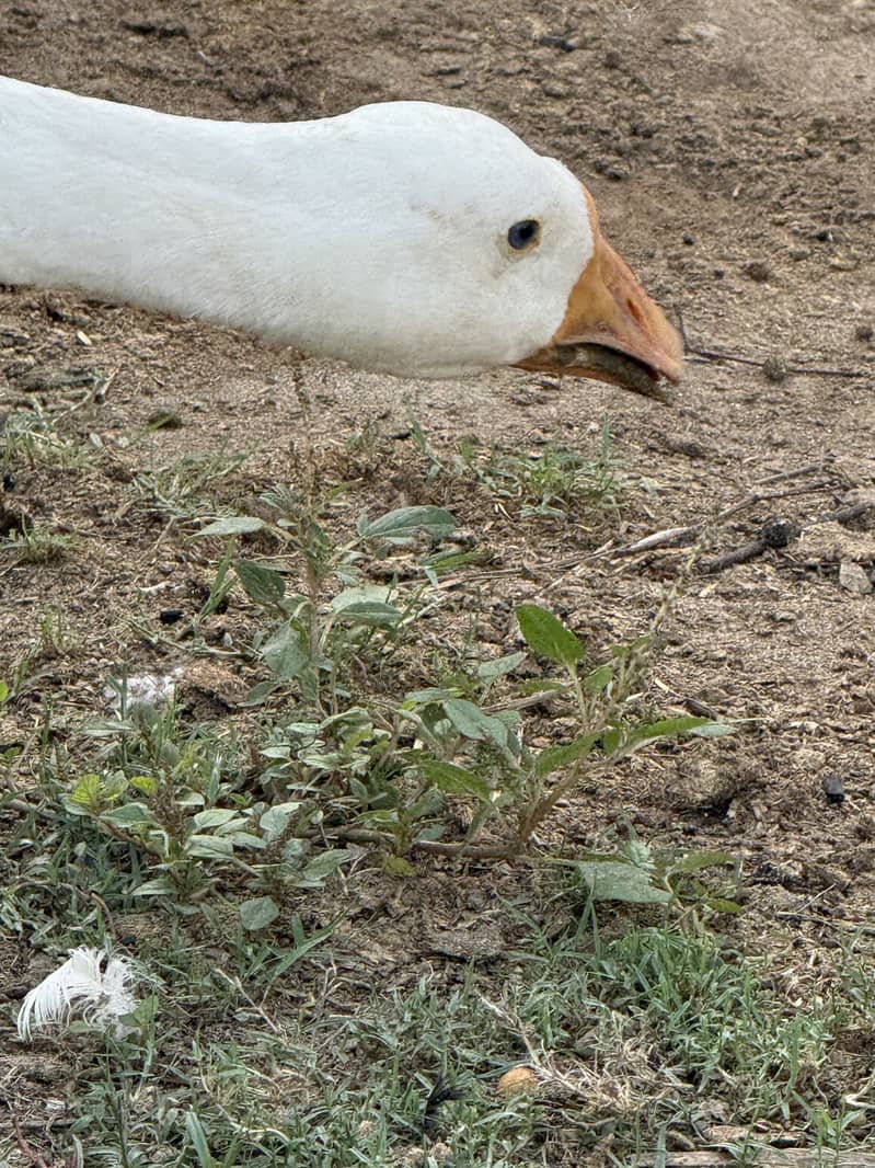 3 ducks 2