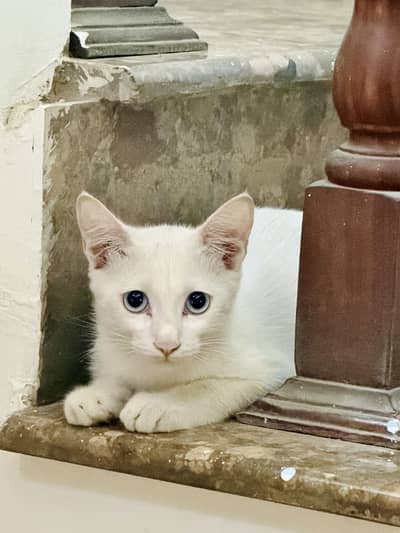 White male kitten