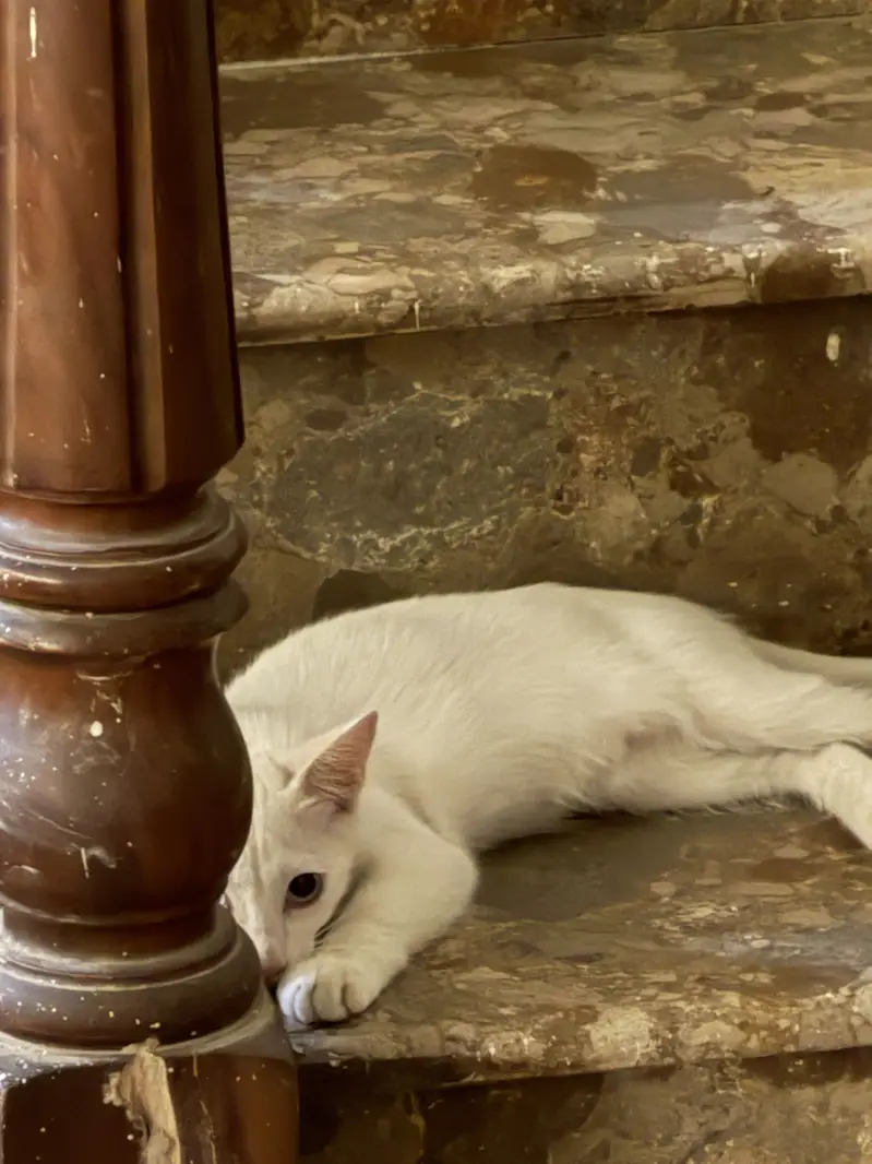 White male kitten — photo 2