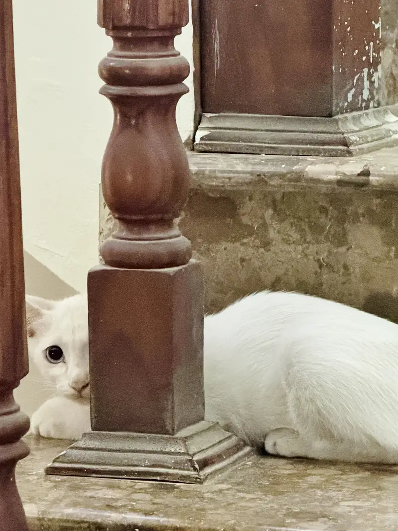 White male kitten — photo 3