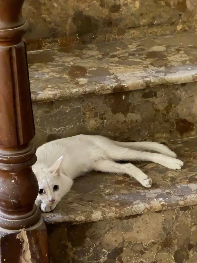 White male kitten — photo 4