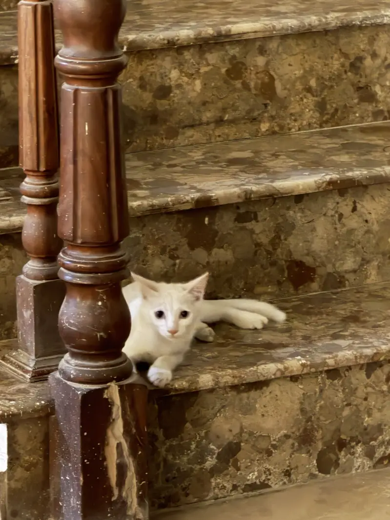 White male kitten — photo 5