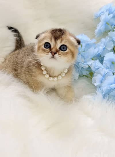 Premium Quality Scotish Fold and Britihshkittens