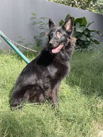 Long Coat German shephard  female for sale on heat