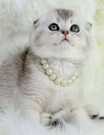 SCOTISH FOLD IMPORTED KITTENS AVAILABLE