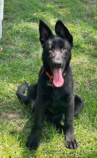 K9 army dog's puppy. Black Shefered long coated female. Double coat