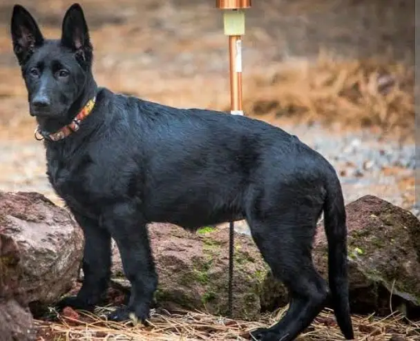 K9 army dog's puppy. Black Shefered long coated female. Double coat — photo 2