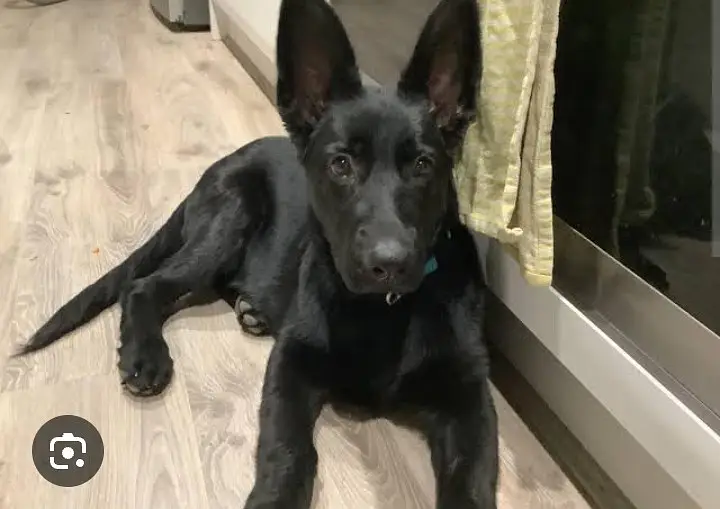 K9 army dog's puppy. Black Shefered long coated female. Double coat — photo 3