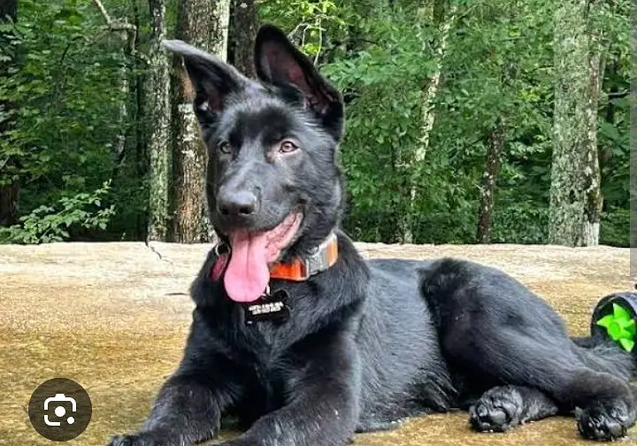 K9 army dog's puppy. Black Shefered long coated female. Double coat — photo 4