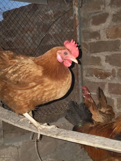 3 Hens and 1 cock for sale. .