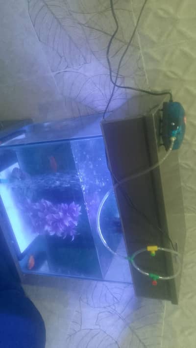 equirium fish