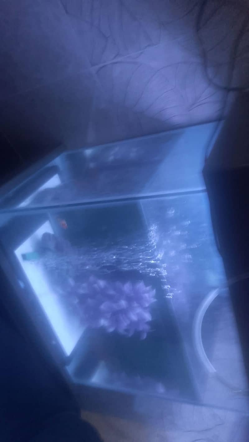 equirium fish 2