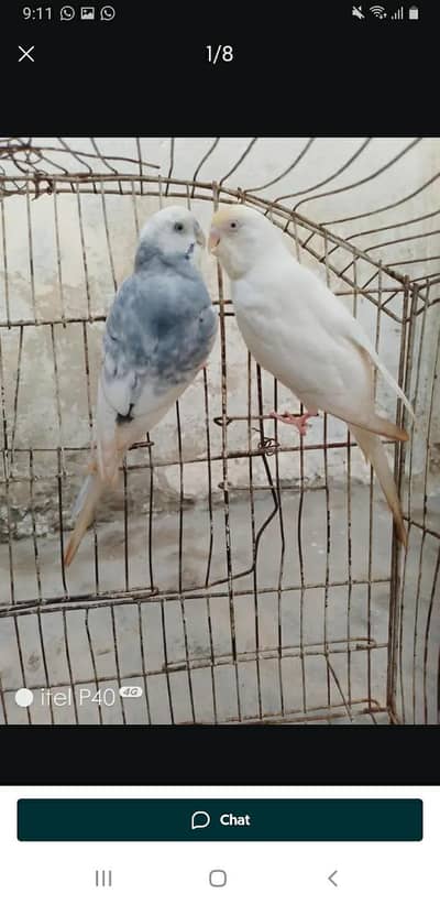 2 Breder pairs