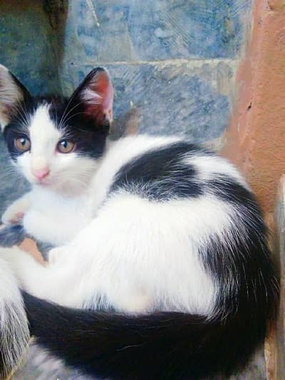 British Shorthair (Tuxedo) Kitten's Best Low Price Offer