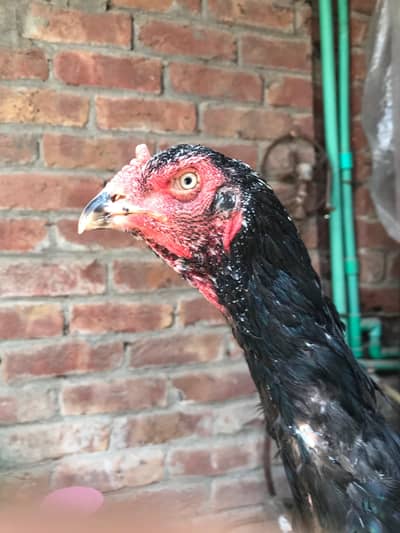shamo female